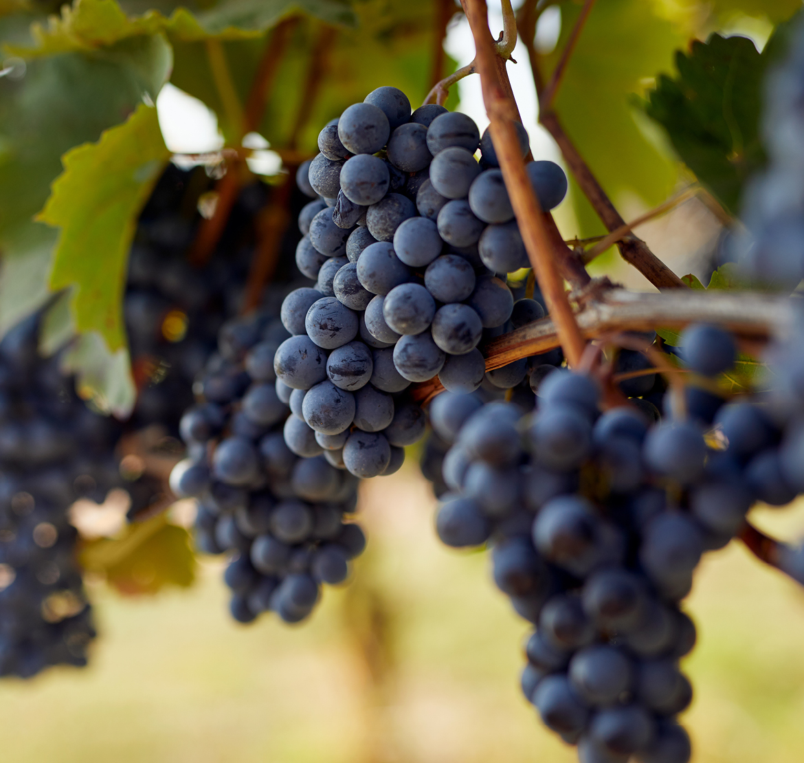 Weinbau Am Bergli